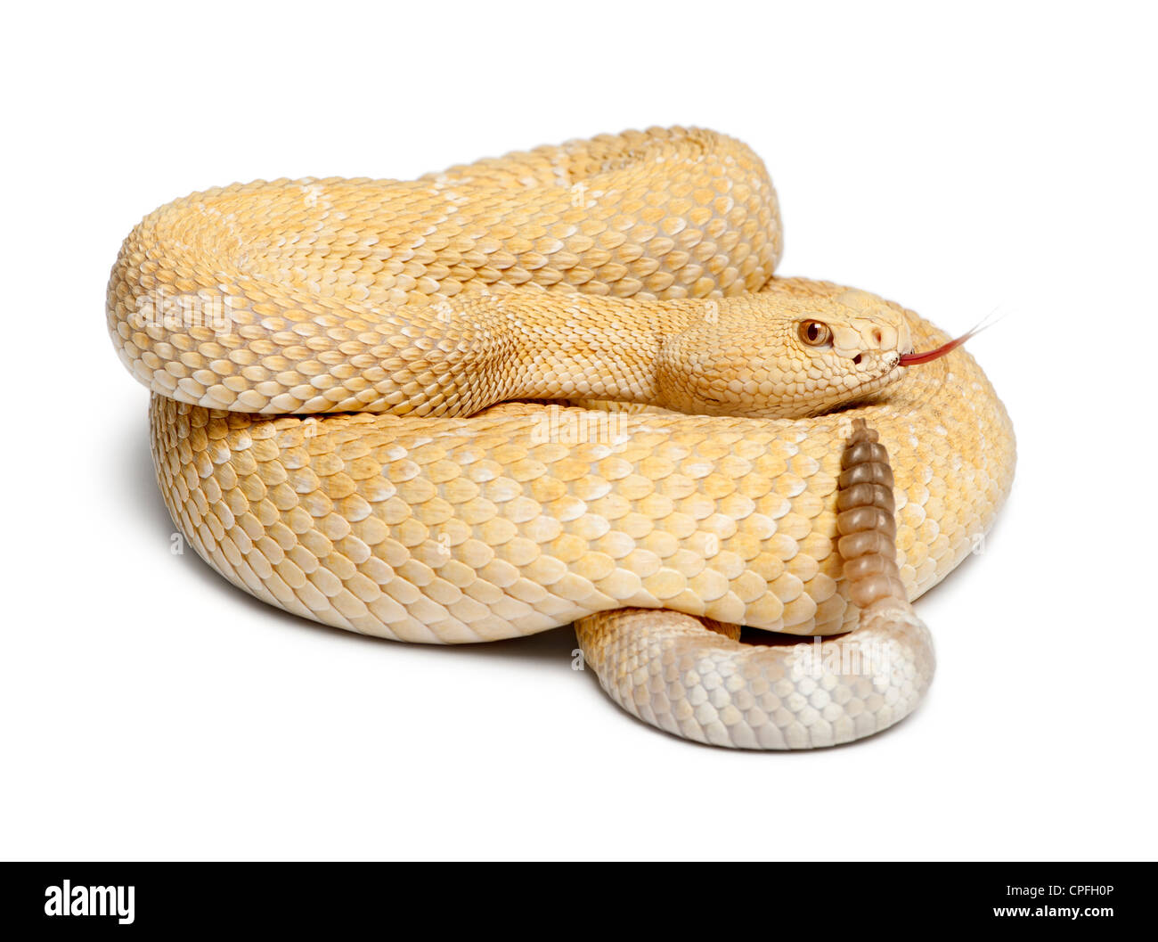 Albino Western Diamondback Klapperschlange Crotalus Atrox Aufgewickelt Auf Weissen Hintergrund Stockfotografie Alamy