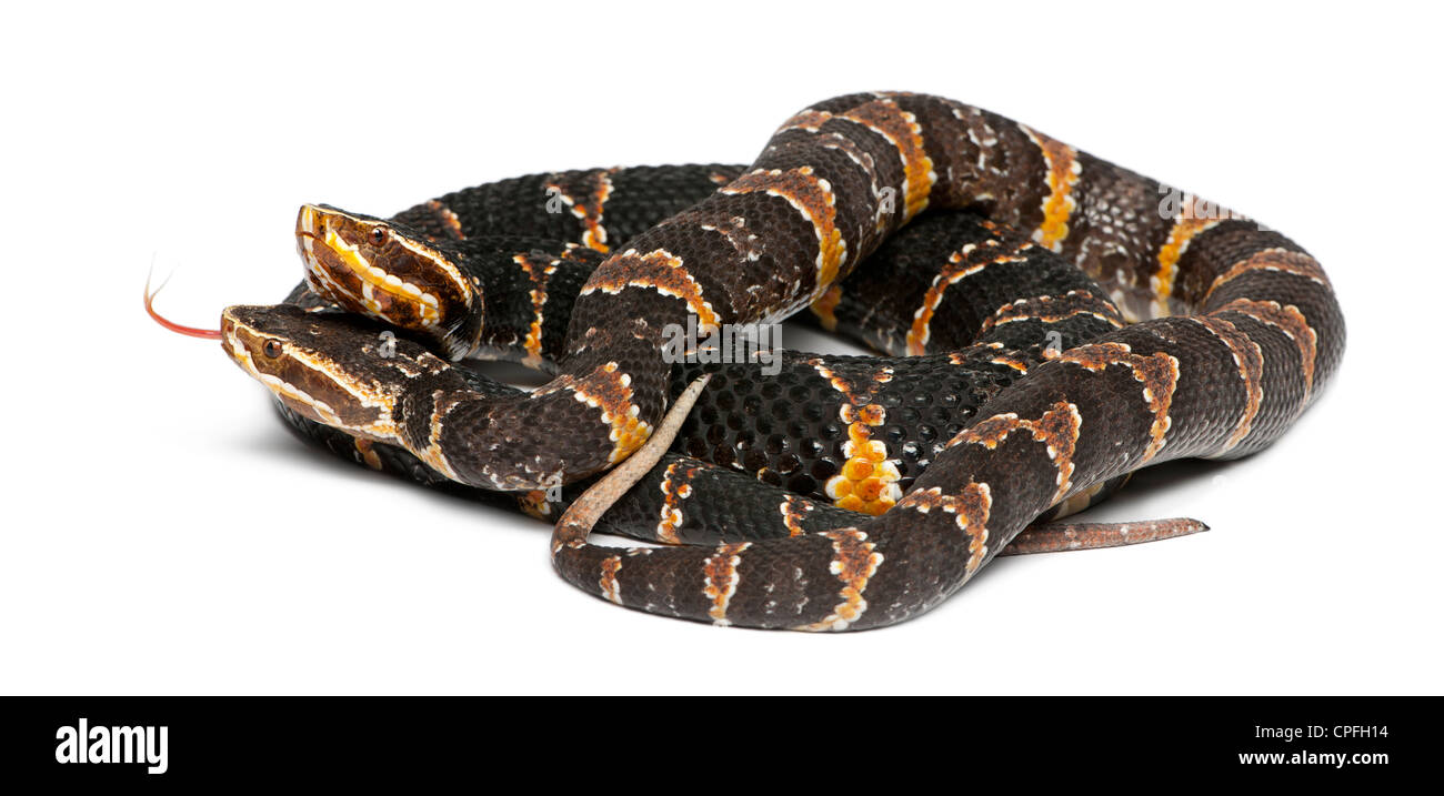 Gemeinsame Cantils oder mexikanische Mokassins, Agkistrodon Bilineatus Taylori, vor weißem Hintergrund Stockfoto