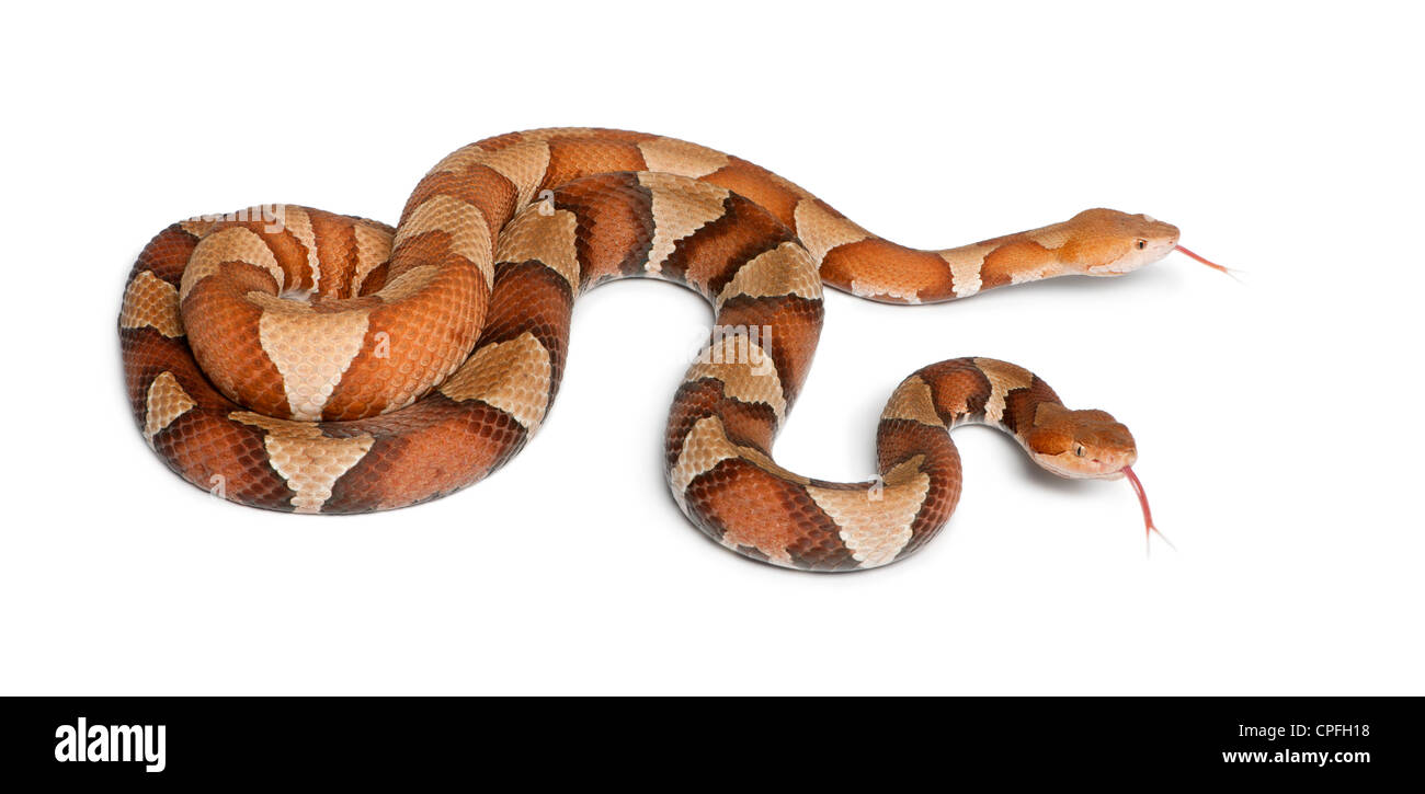 Männliche und weibliche Copperhead Schlangen oder Highland Mokassins, Agkistrodon Contortrix, vor weißem Hintergrund Stockfoto