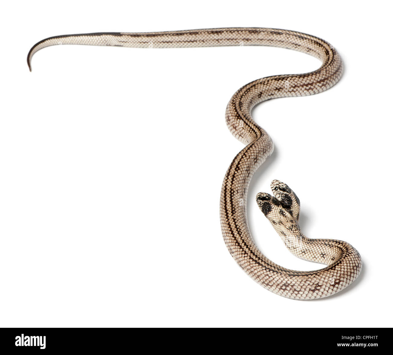 Zwei unter der Leitung östlichen Kingsnake, Lampropeltis Getula Californiae, vor weißem Hintergrund Stockfoto