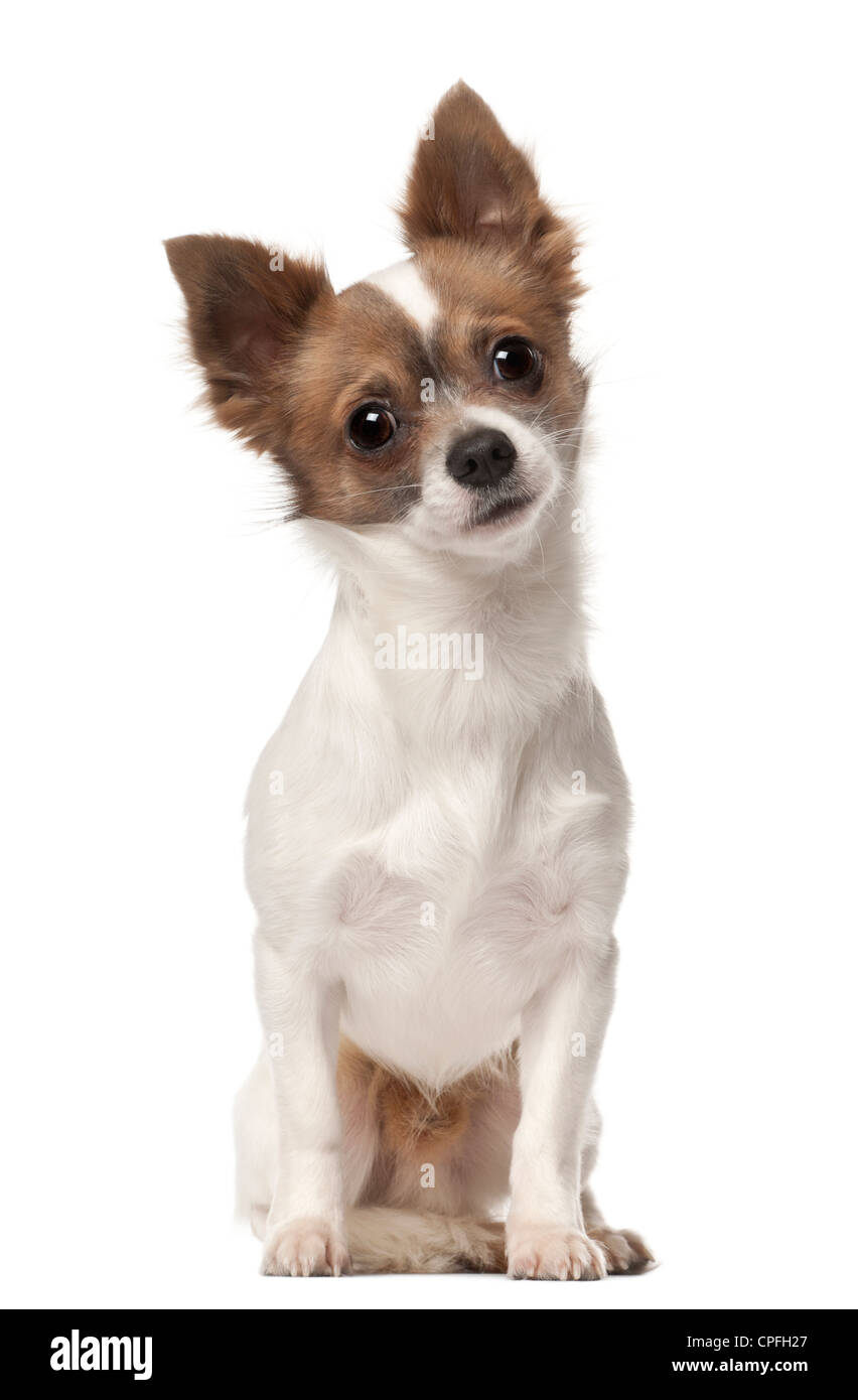 Chihuahua, 9 Monate alt, sitzt vor weißem Hintergrund Stockfoto