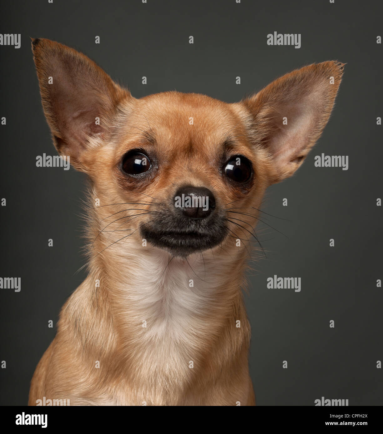 Chihuahua, 1 Jahr alt, grauen Hintergrund Stockfoto