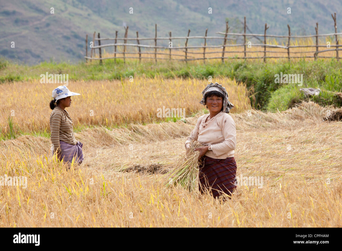 Frauen ernten Reis in Sopsokha, Bhutan. Stockfoto