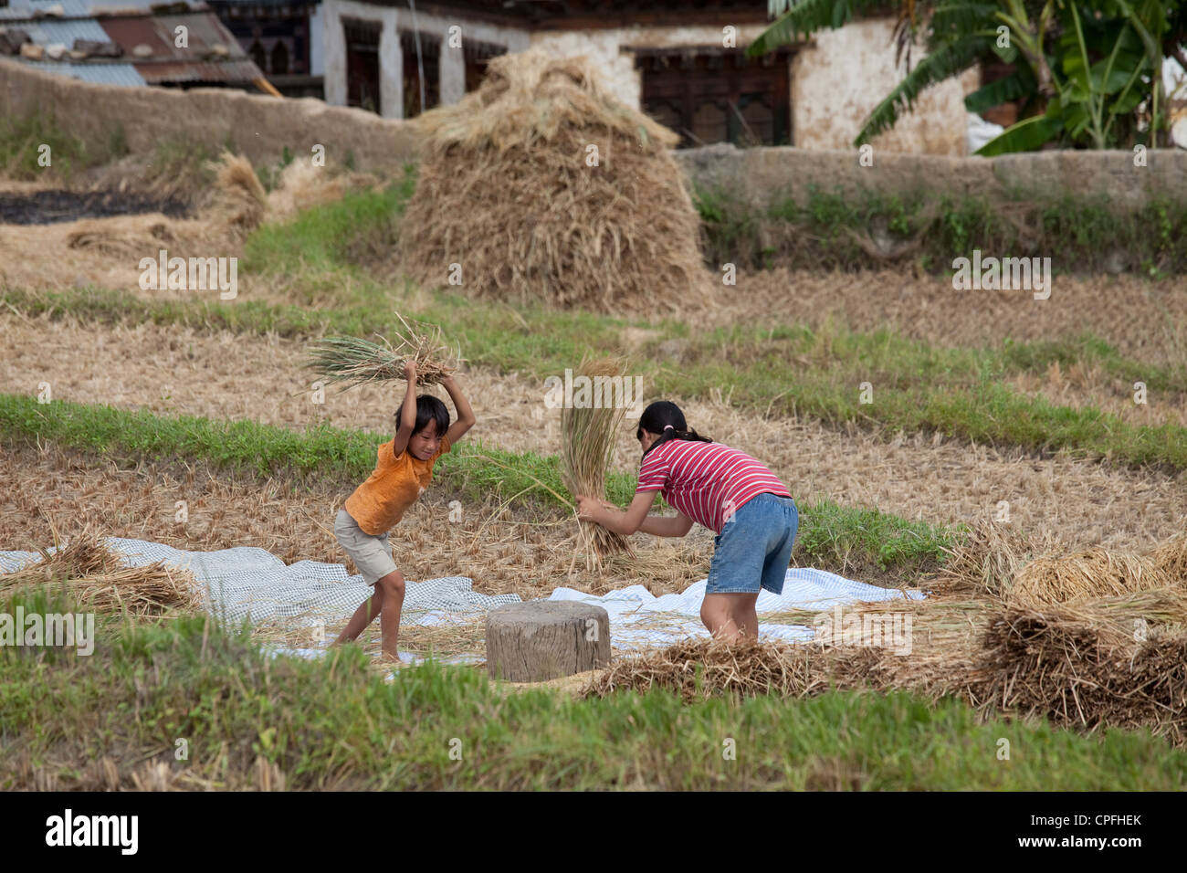 Mutter und Tochter Dreschen Reis von den Stielen gegen einen Baumstamm zu schlagen. Sopsokha, Bhutan. Stockfoto
