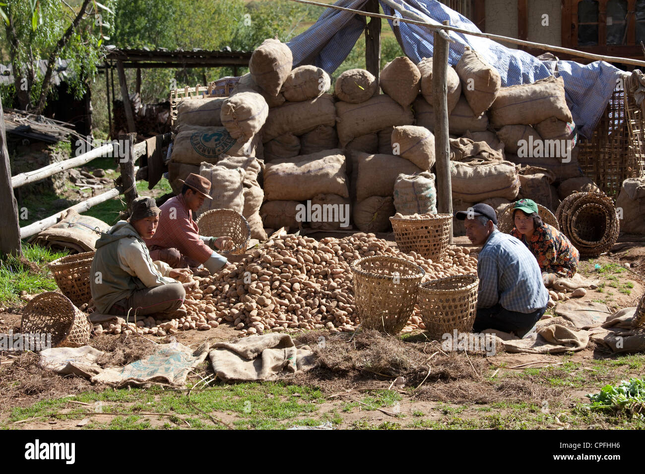Landwirte setzen Kartoffeln in Säcke für den Versand. Phobjikha Tal, Bhutan. Stockfoto