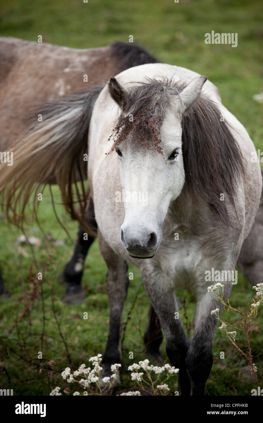 Weißes Pferd. Phobjikha Tal, Bhutan. Stockfoto