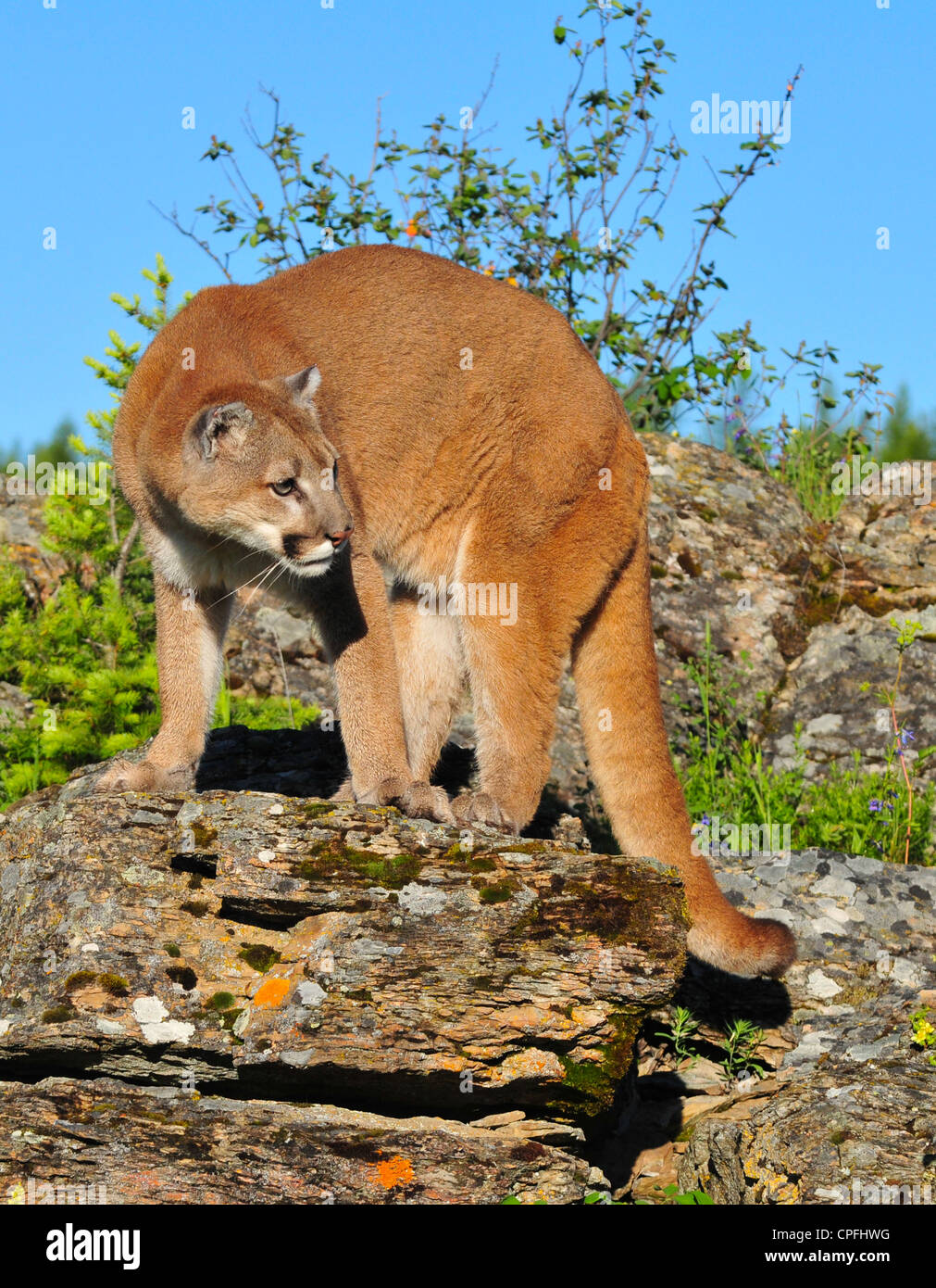 Puma, Cougar auf Felsvorsprung (Puma Concolor) Stockfoto