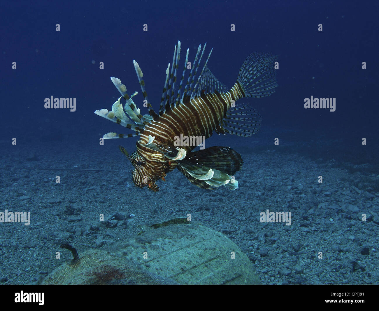 Gemeinsamen Rotfeuerfische (Pterios Meilen) allein vor dem Hintergrund des blauen Wasser. Dahab. Im Roten Meer. Ägypten Stockfoto