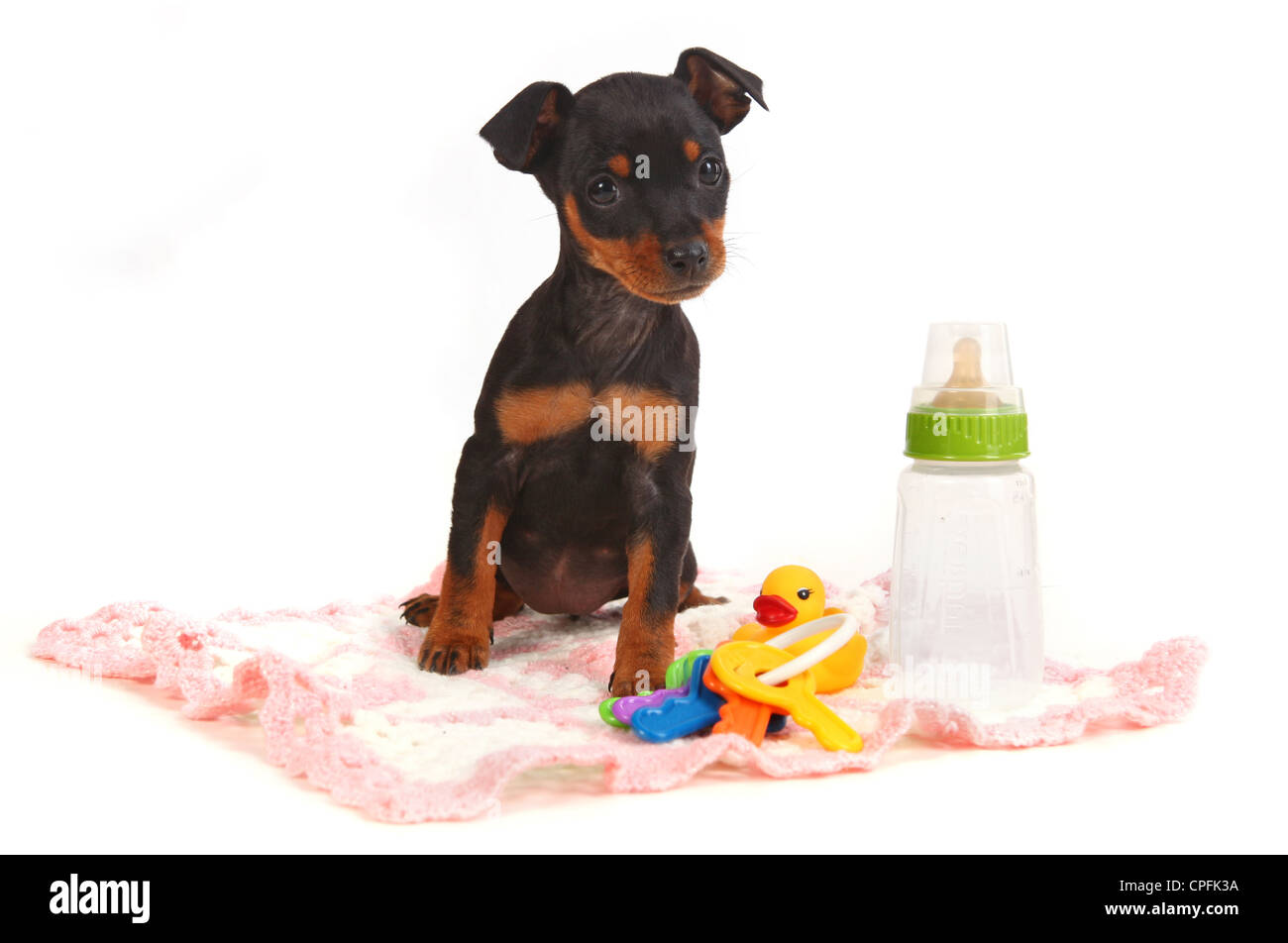 Entzückende Miniatur Dobermann Spielzeug Pinsher Hündchen auf weißem Hintergrund Stockfoto