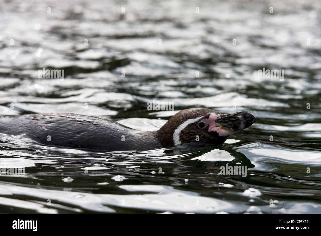 Schwimmen Pinguin Stockfoto