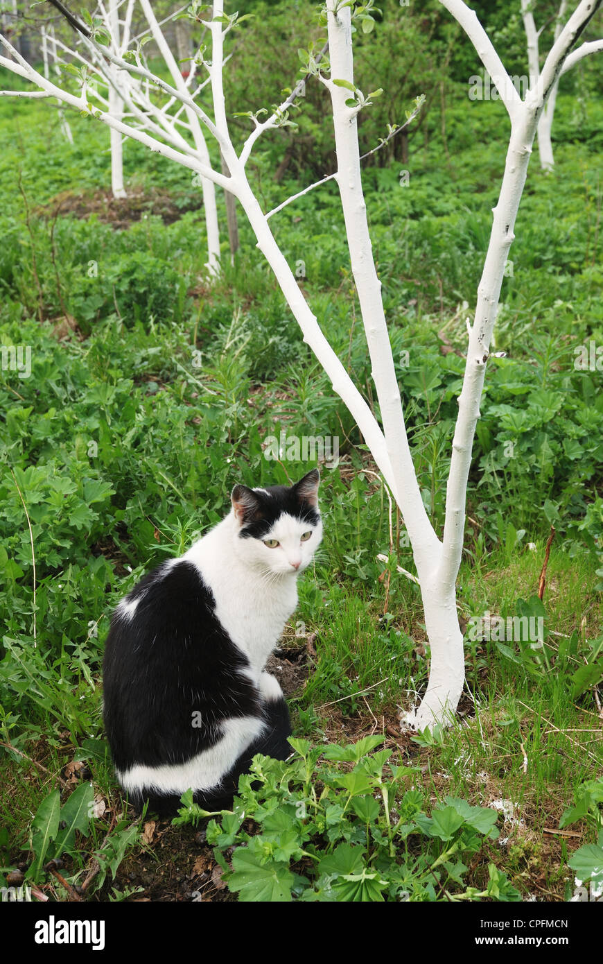 Black cat tree Fotos und Bildmaterial in hoher Auflösung Alamy
