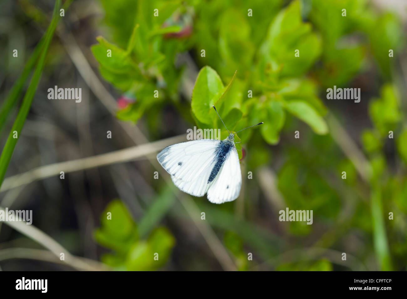 Grün-veined weiß Schmetterling, Pieris napi Stockfoto