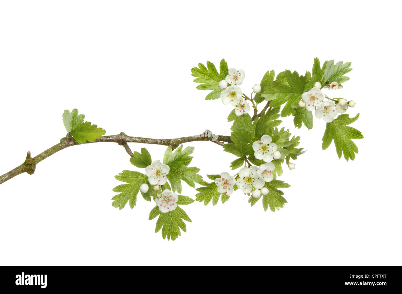 Kann die Blüte, Frühlingsblumen und Blätter eines Baumes Hawthorne isoliert gegen weiß Stockfoto