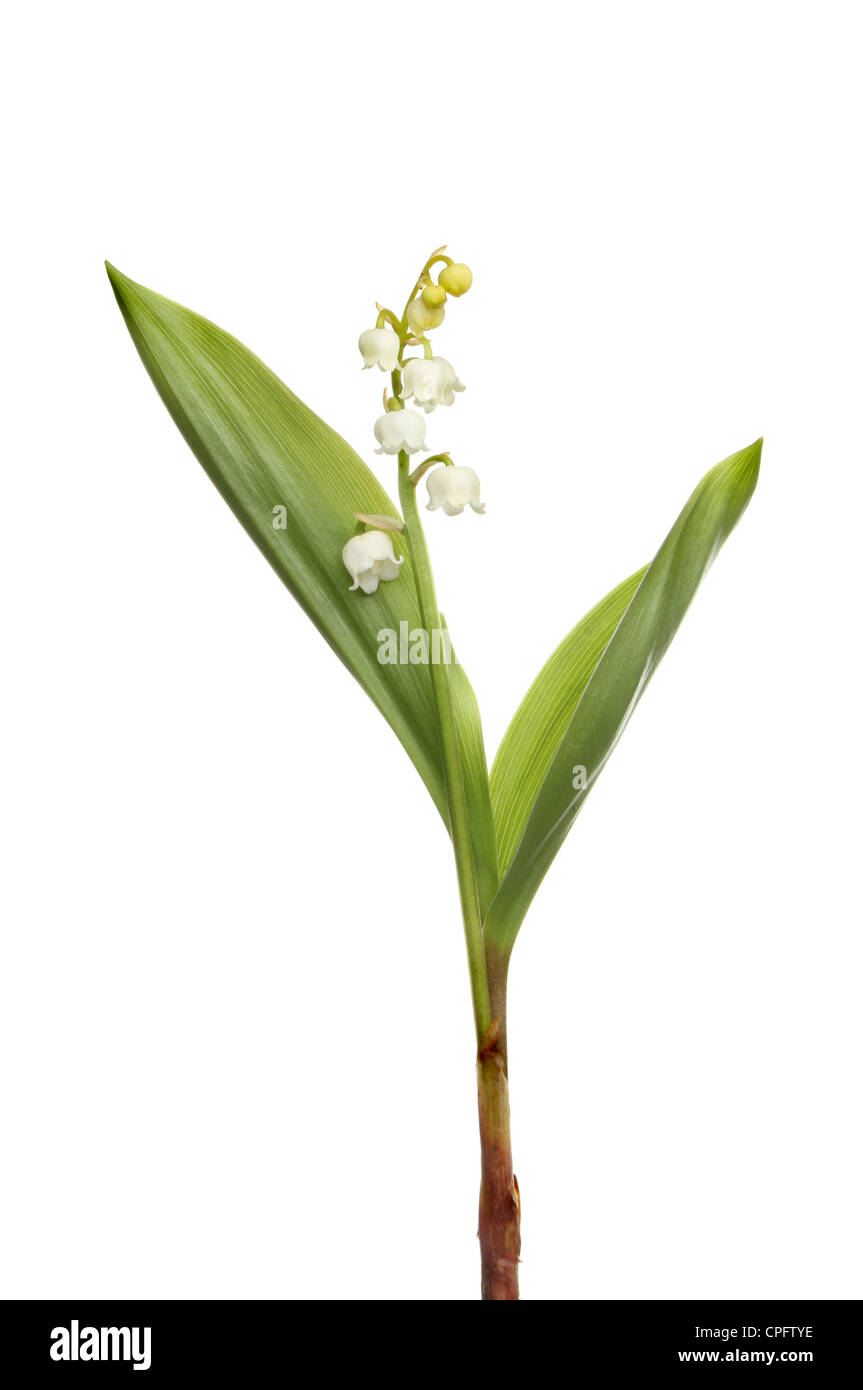 Weißen glockenförmigen Blüten und Blätter von Lilly des Werks Tal Stockfoto