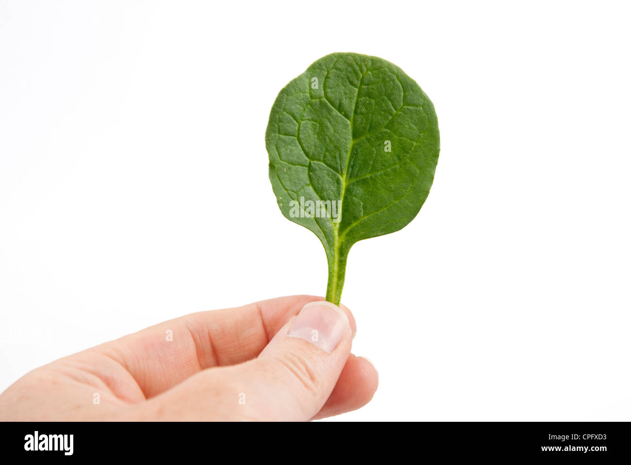 halten ein Spinat-Blatt in der hand Stockfoto