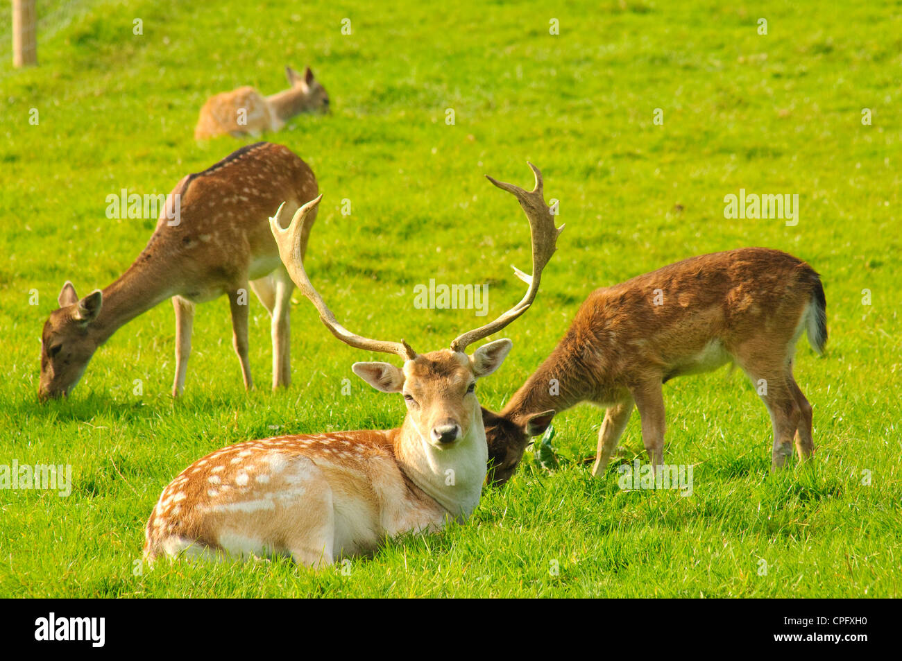 Damhirsch im Bowland Wildschwein Park im Wald von Bowland Lancashire England Stockfoto