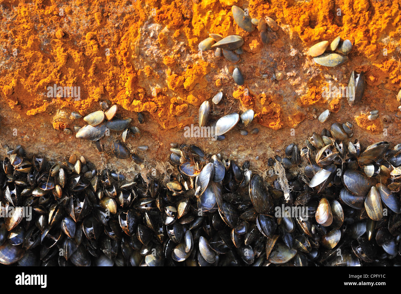 Schließen Sie herauf Bild von der Unterseite von einem Boote Rumpf, der das Wachstum von Muscheln und Rost zeigt Stockfoto