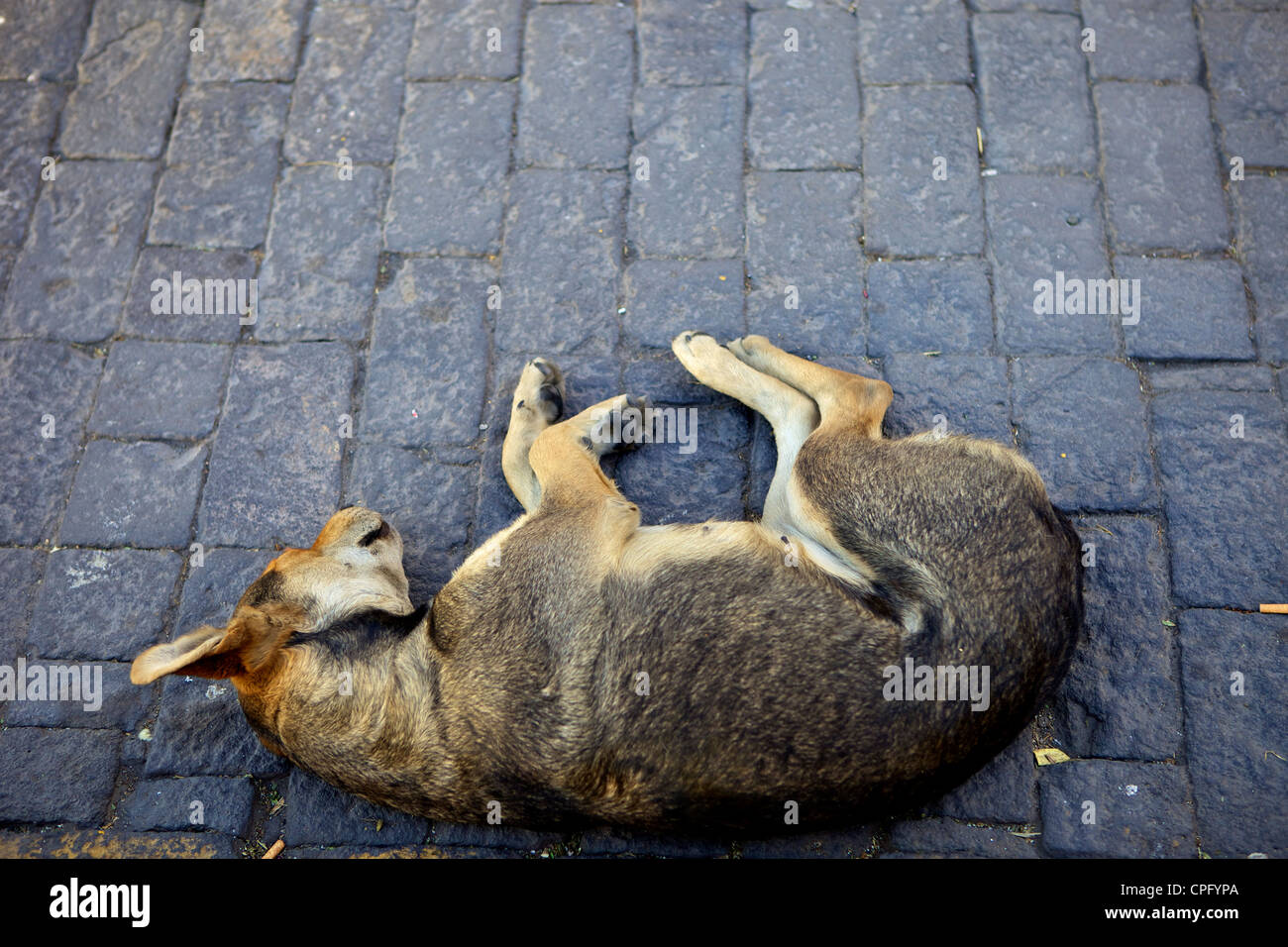 Hund schläft auf Straße, Arequipa Stockfoto