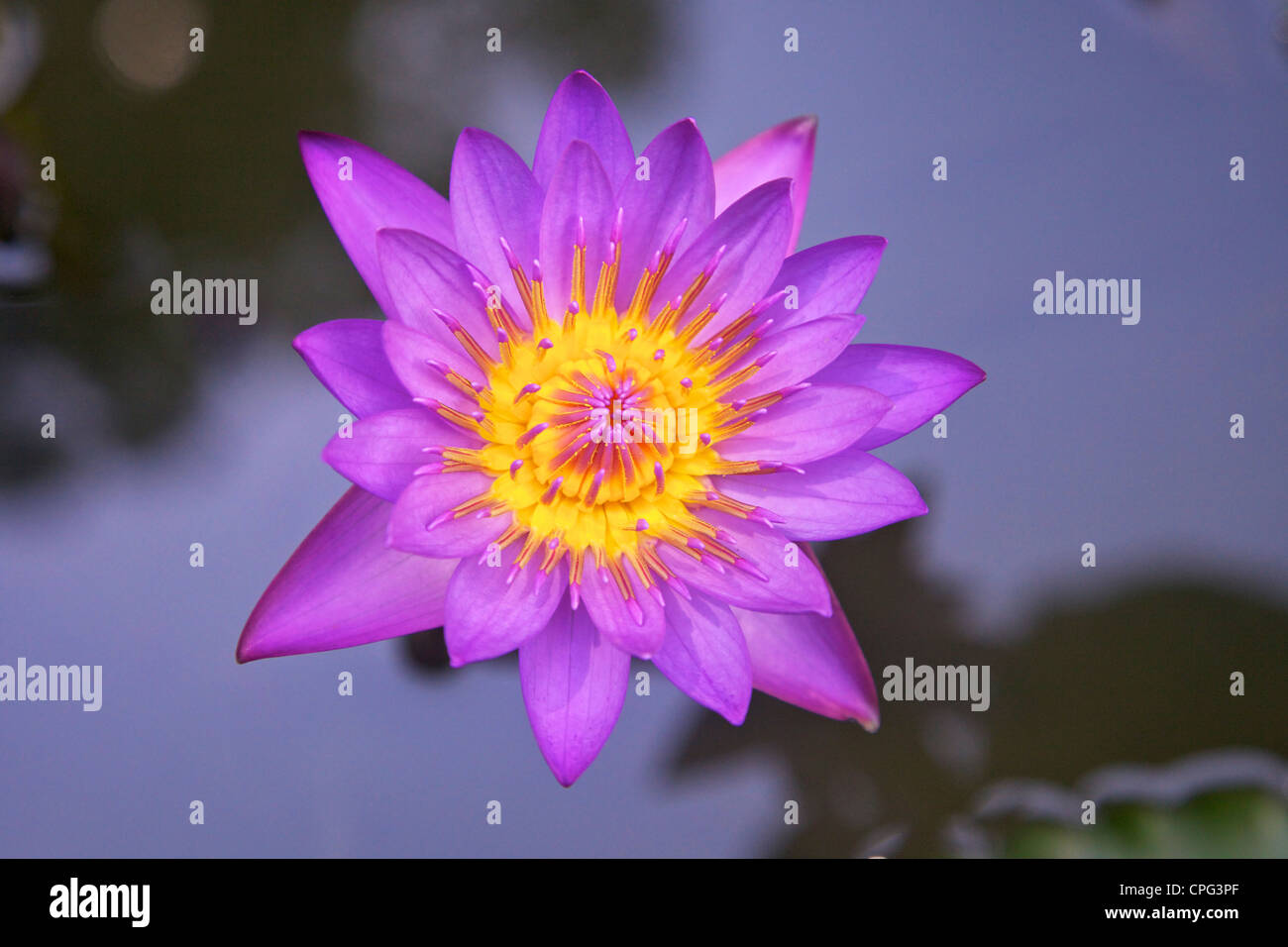 Blauer Stern Wasserlilie oder blaue Lotusblume, Nymphaea stellata, Nymphaea nouchali, National Flower of Sri Lanka, Asien, Stockfoto