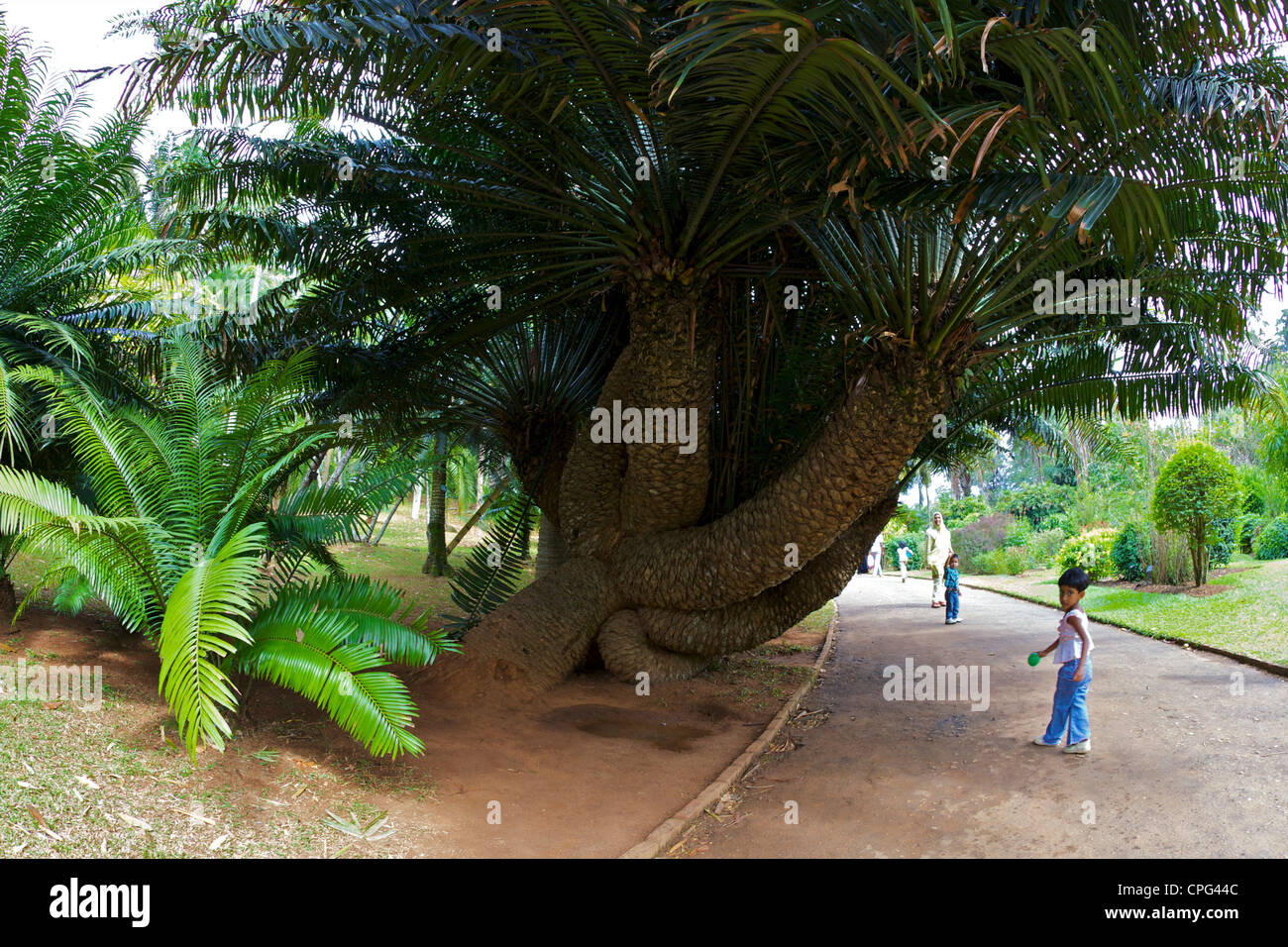 Besucher in den königlichen botanischen Garten in Peradeniya, Kandy, Sri Lanka Stockfoto