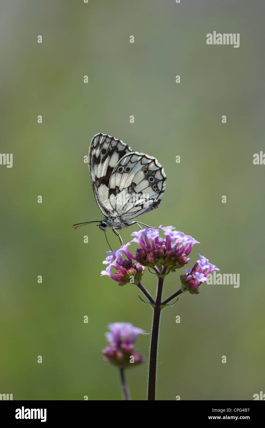 Schmetterling Stockfoto