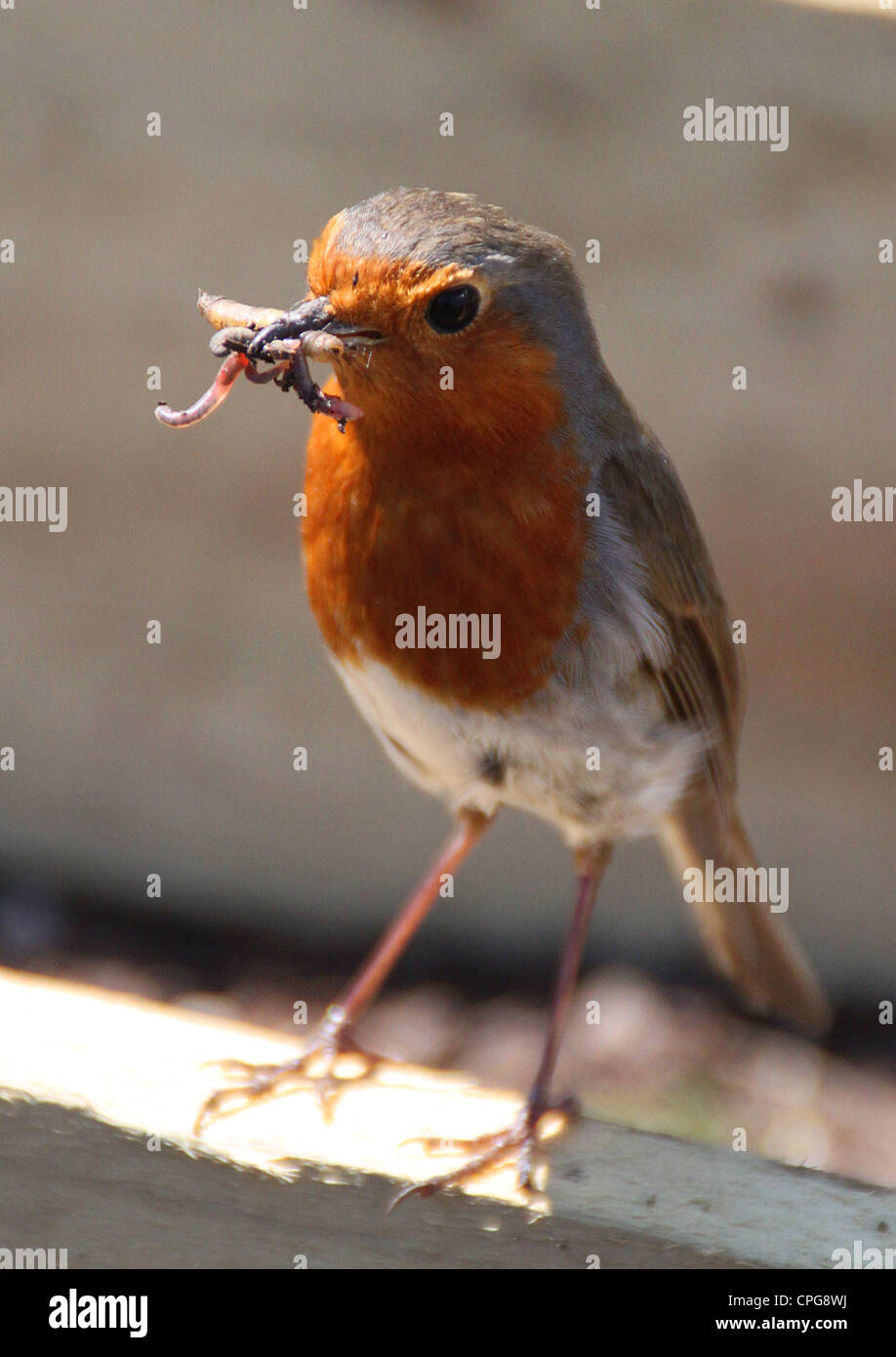 Robin mit Wurm im Garten in der britischen Sommerzeit Stockfoto