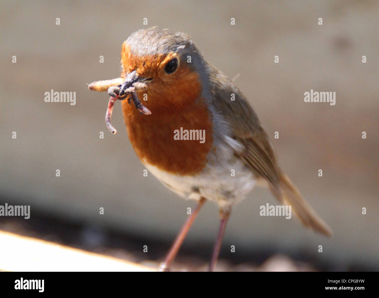 Robin mit Wurm im Garten Stockfoto