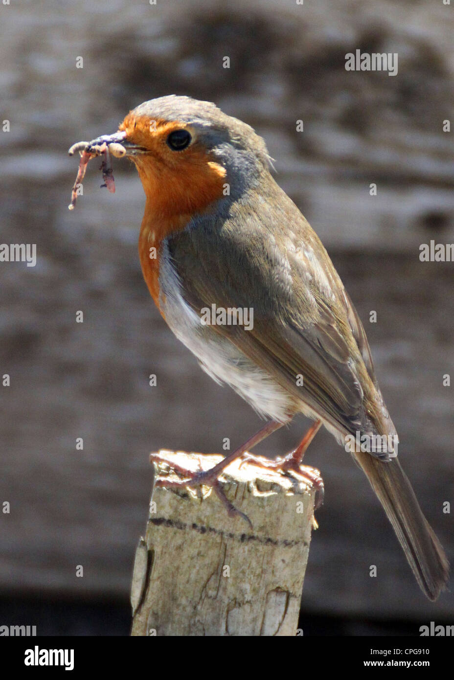Robin auf einen Zaunpfahl im Frühjahr Stockfoto