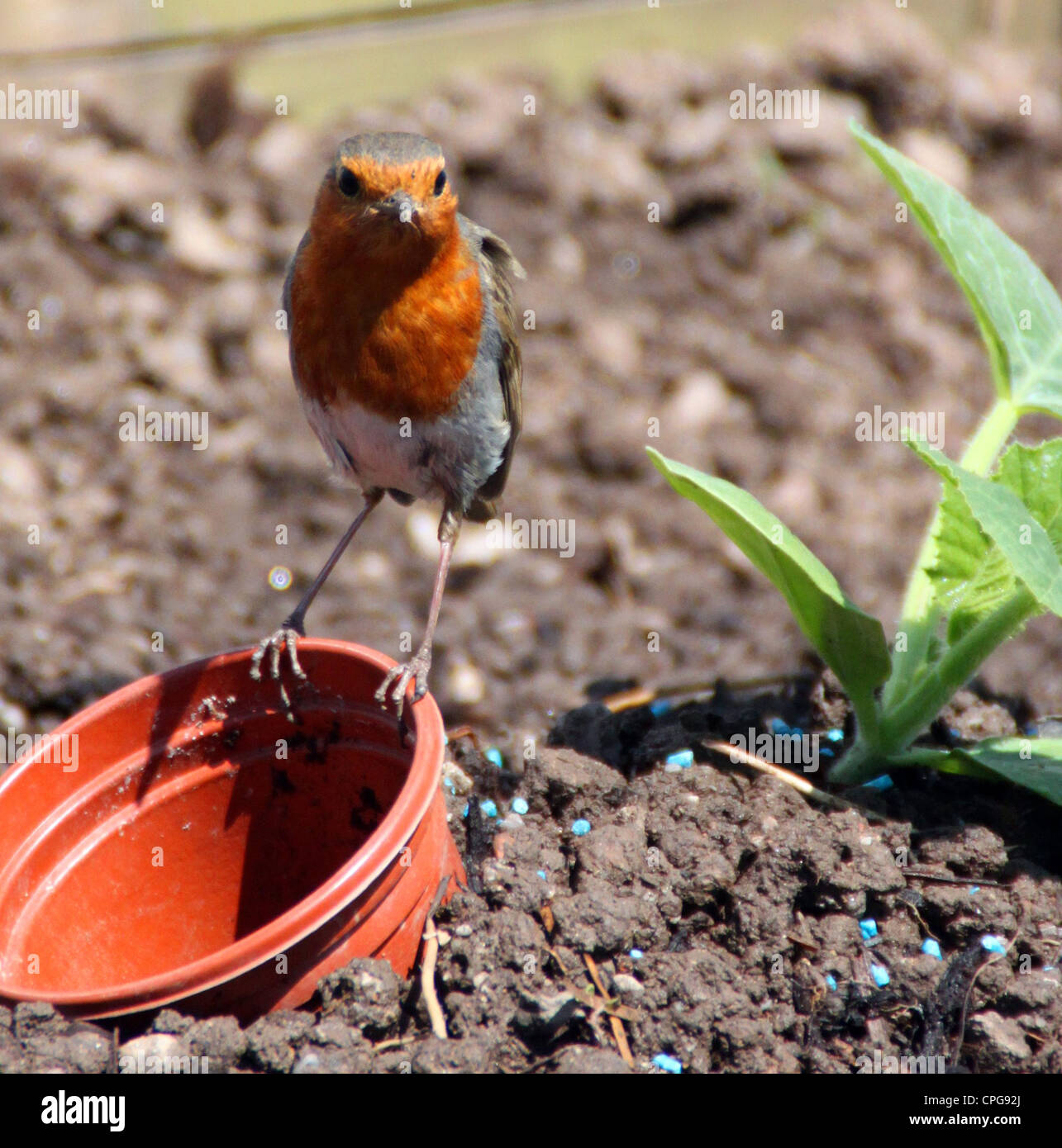 Robin auf einen Blumentopf in einem Garten/Zuteilung Sommer oder Frühling Stockfoto