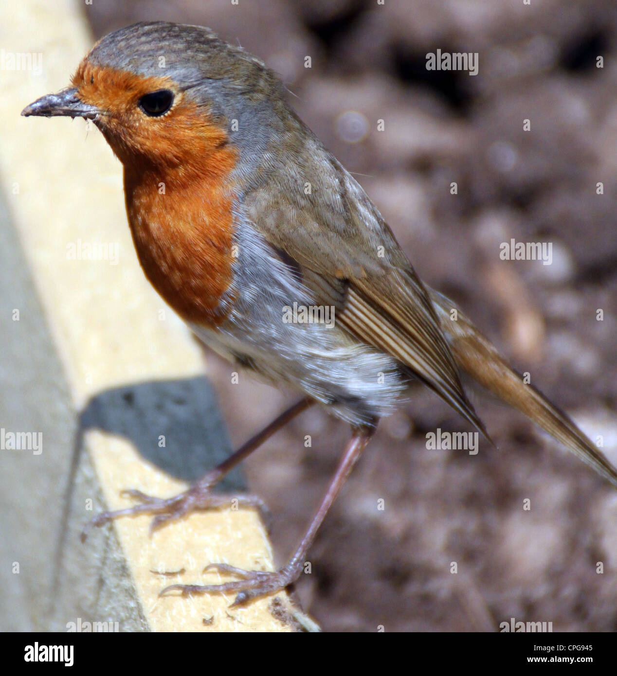 Robin im Garten Stockfoto