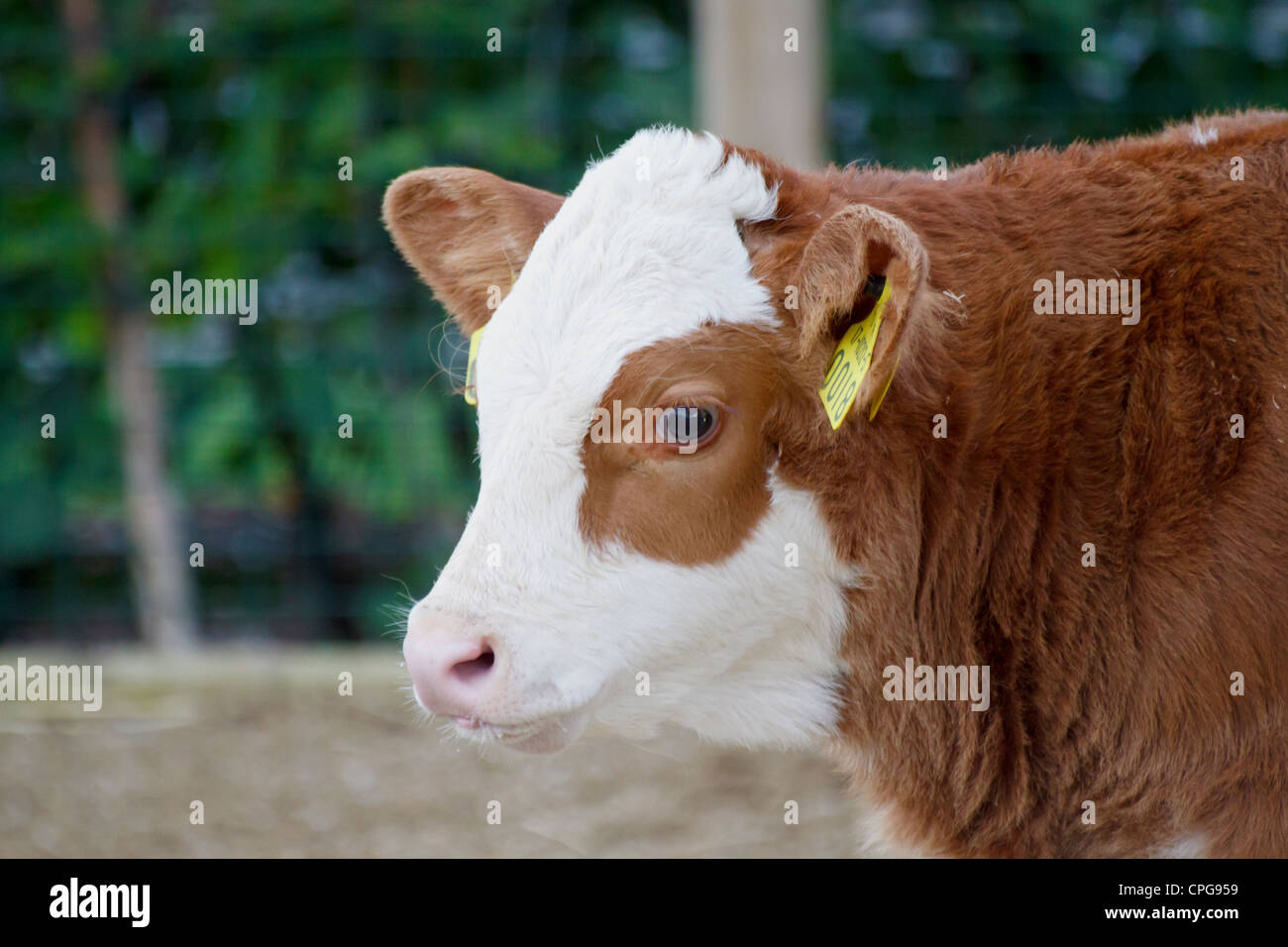 Simmentaler Kalb (Bos Primigenius Taurus Stockfotografie - Alamy