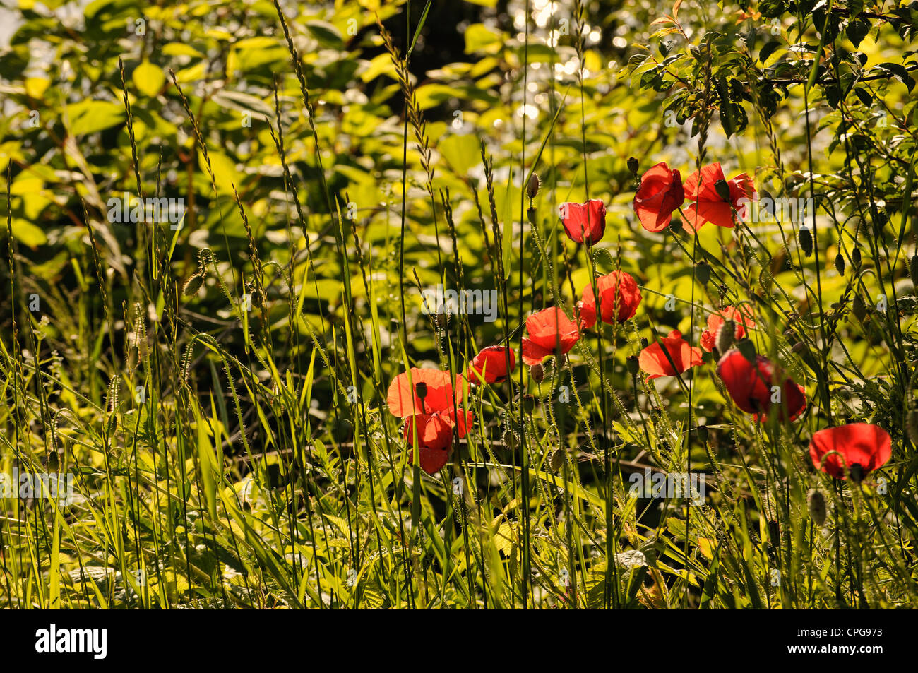 Mohnblumen Stockfoto