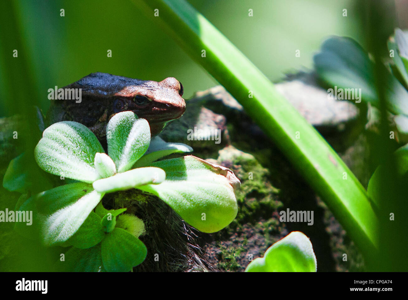 Frosch am Teich Stockfoto