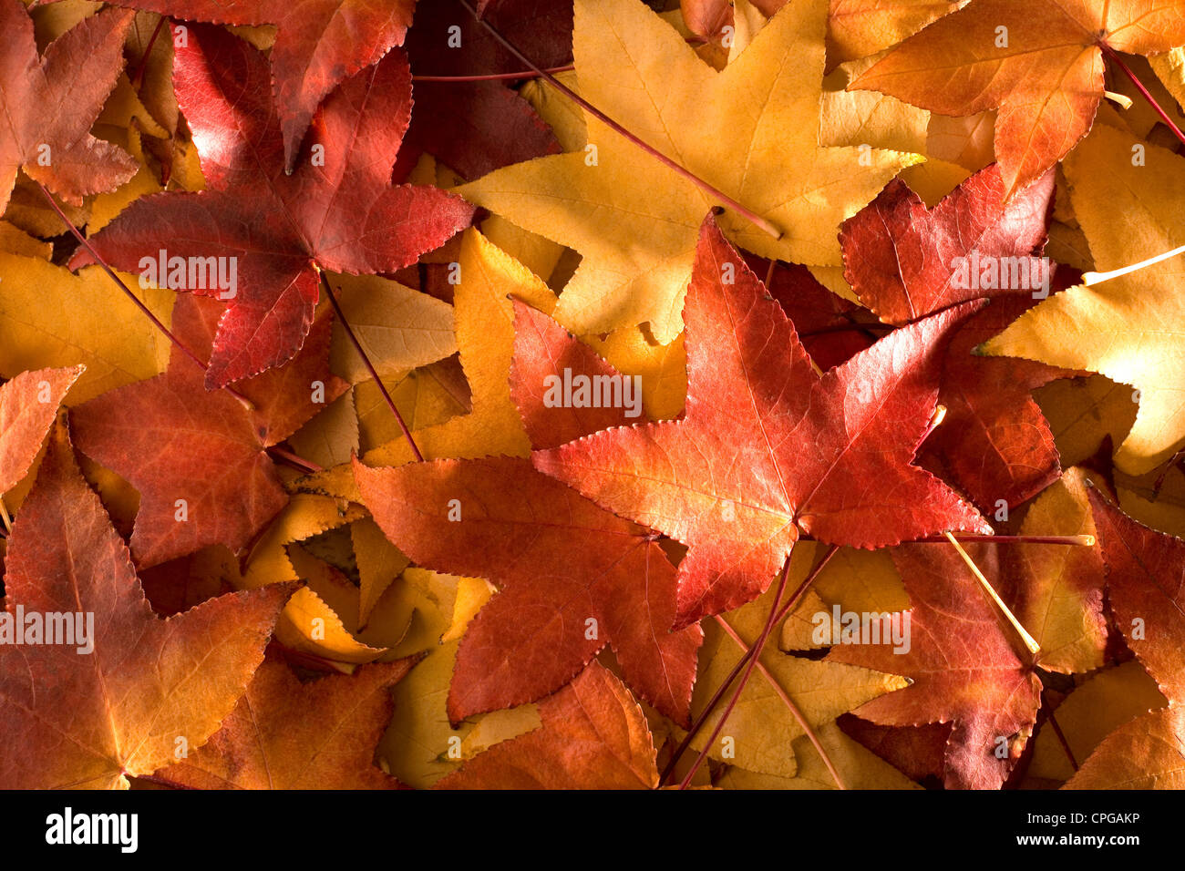 Textur der trockenen Blätter eines Baumes Liquidambar Orientalis Stockfoto