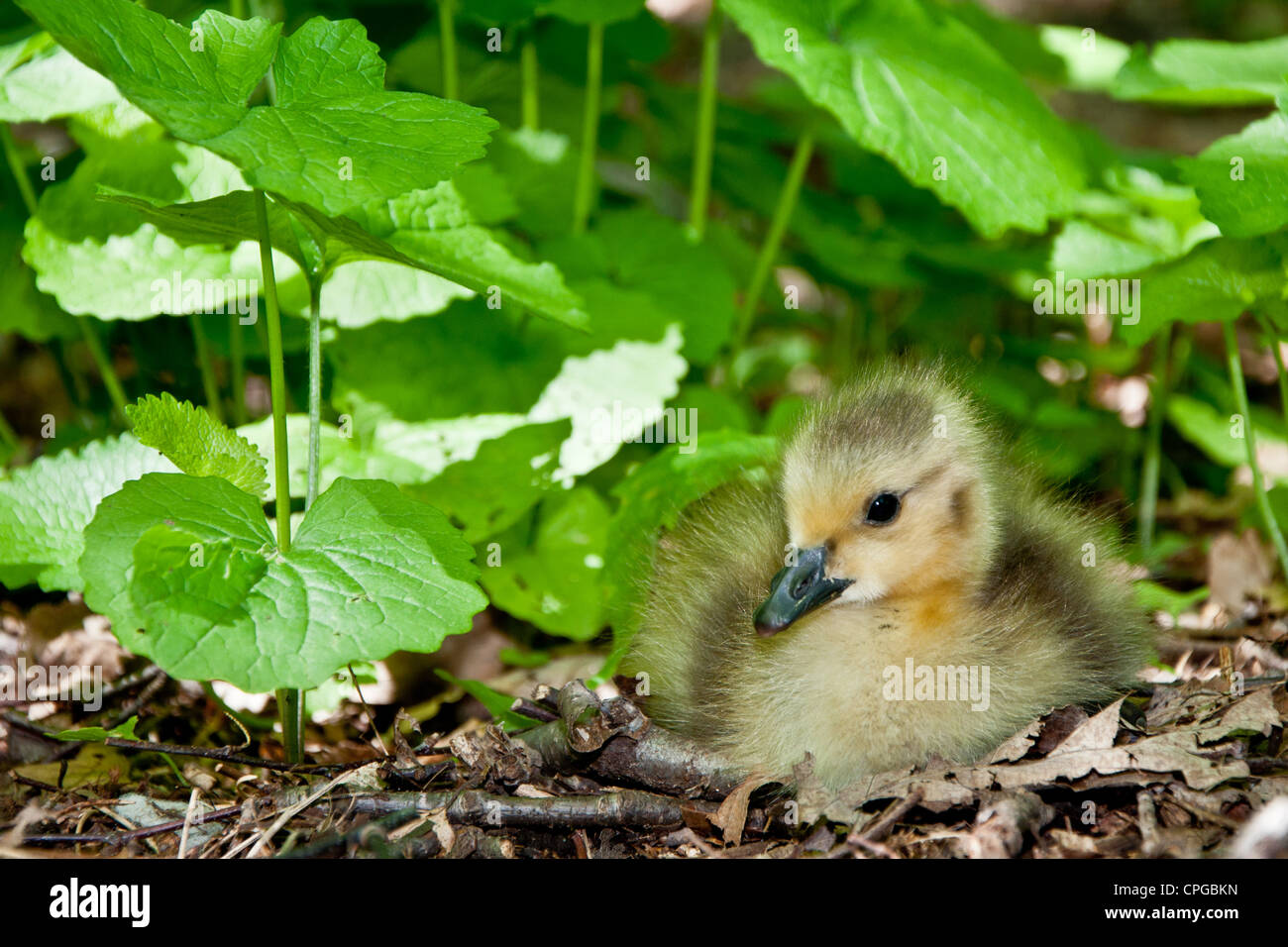 Baby-Kanadagans (Branta Canadensis) Stockfoto