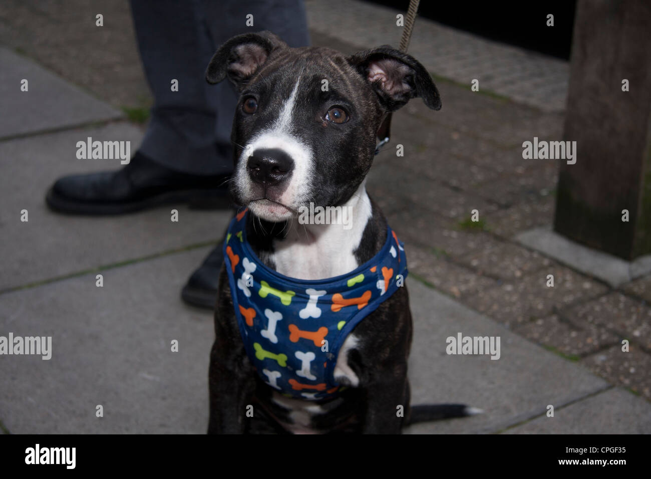 Pit Bull Terrier Welpen mit Kabelbaum Stockfoto