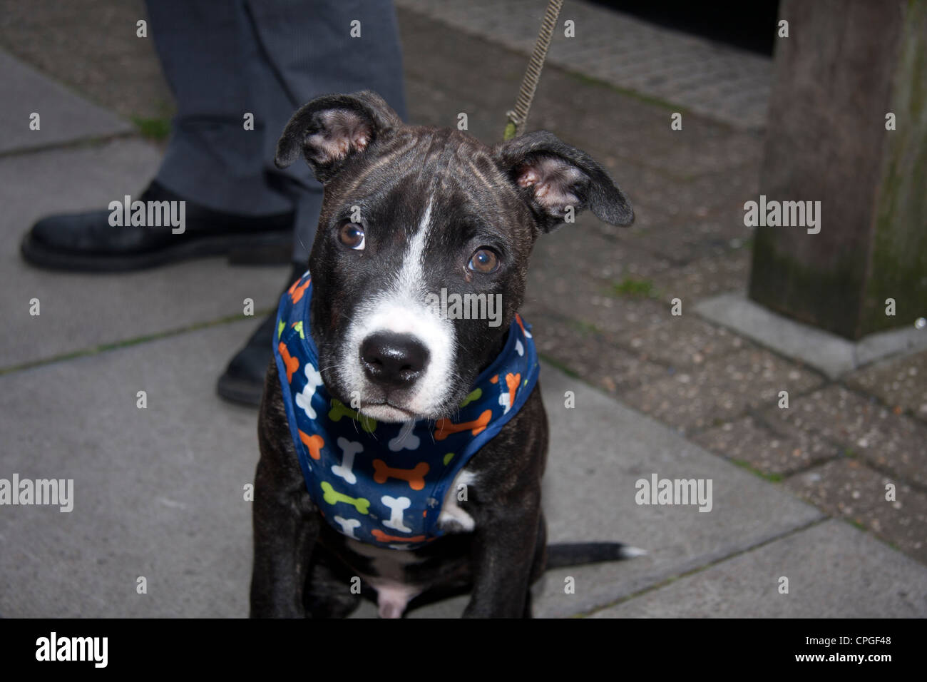 Pit Bull Terrier Welpen mit Kabelbaum Stockfoto