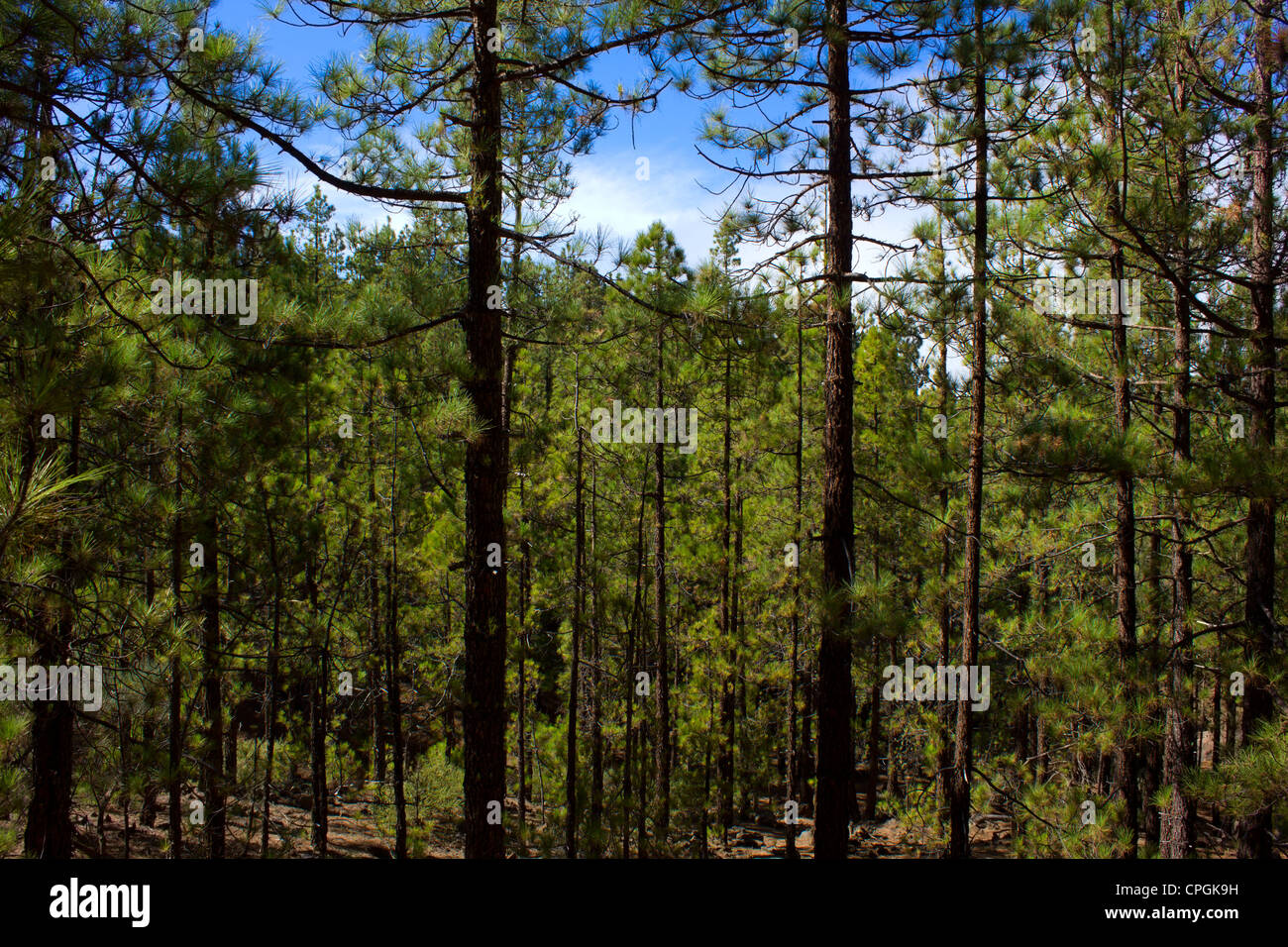 schöne Tiefe Kiefer Waldlandschaft, Corona forestal, Teneriffa, Spanien Stockfoto
