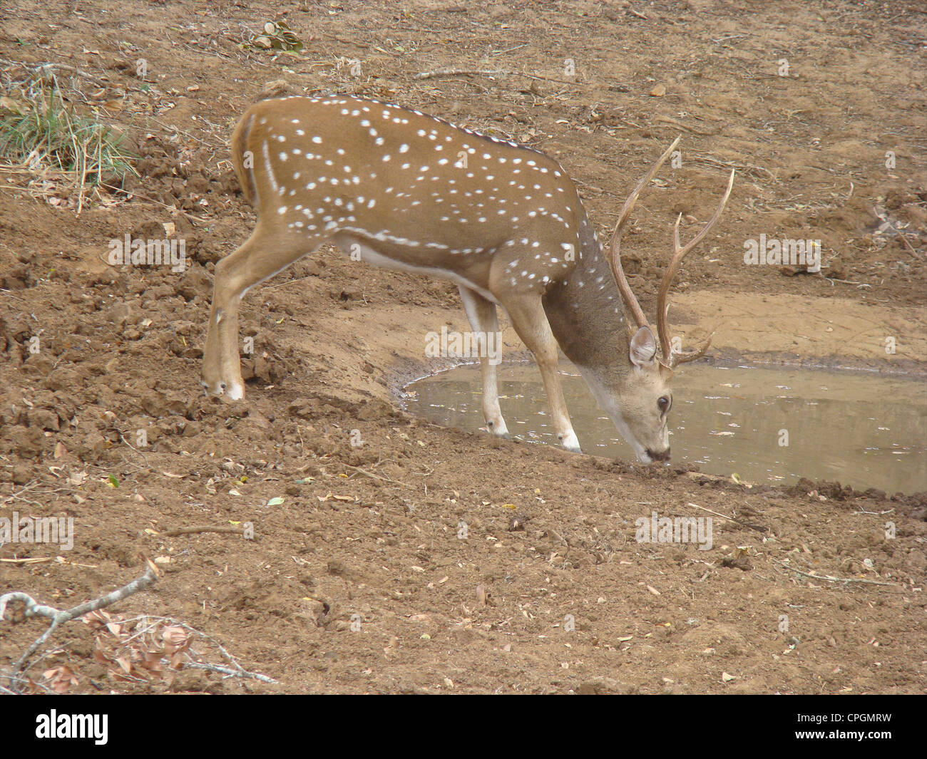 Männliche gefleckte Rehe trinken vom Wasserloch, Yala-Nationalpark, Sri Lanka, Asien Stockfoto