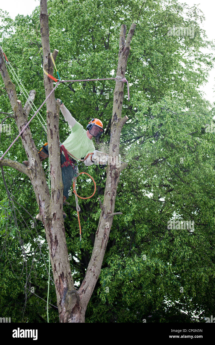 Arbeiter nehmen Asche Baum getötet von Emerald Ash Borer Stockfoto