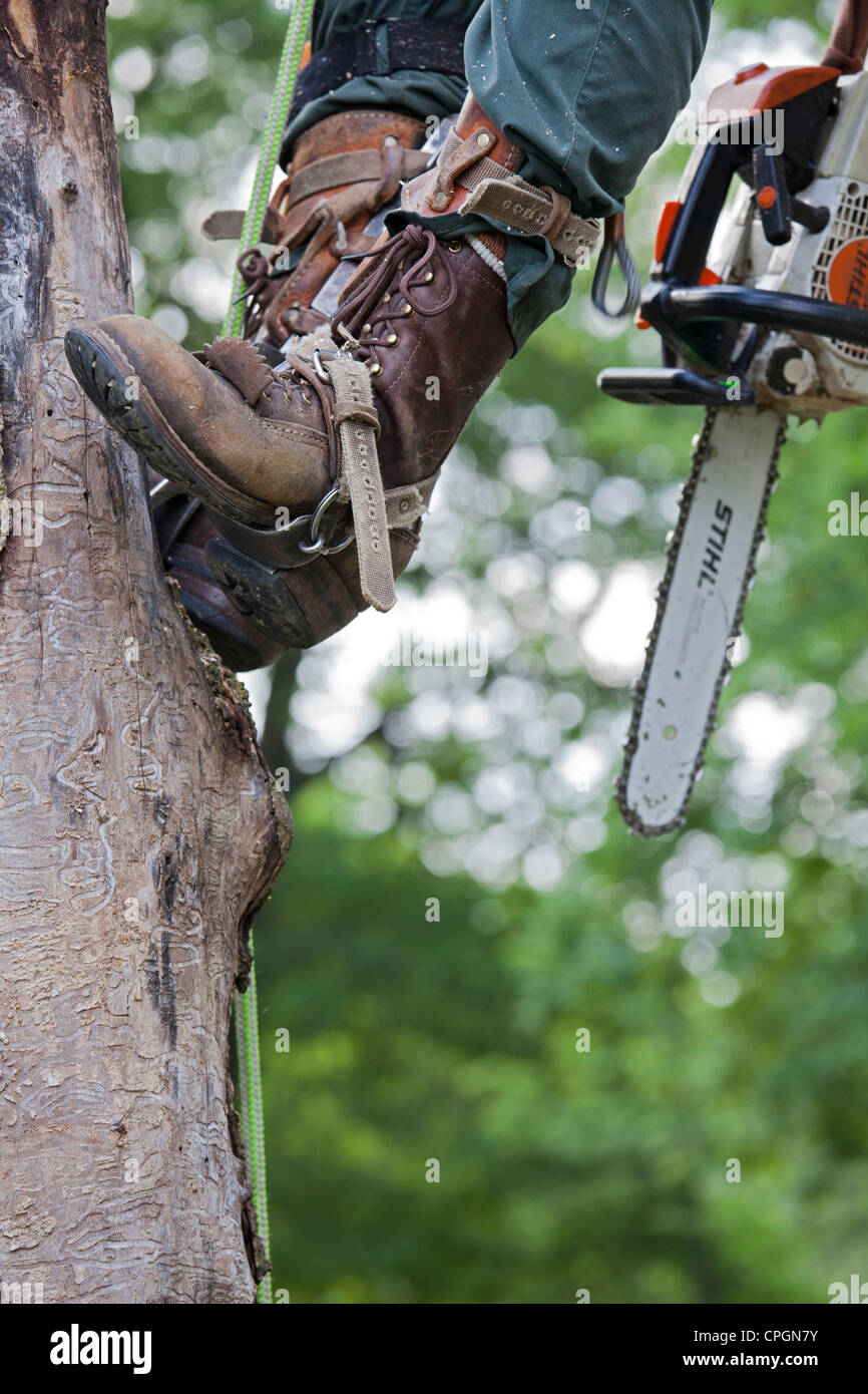 Arbeiter nehmen Asche Baum getötet von Emerald Ash Borer Stockfoto