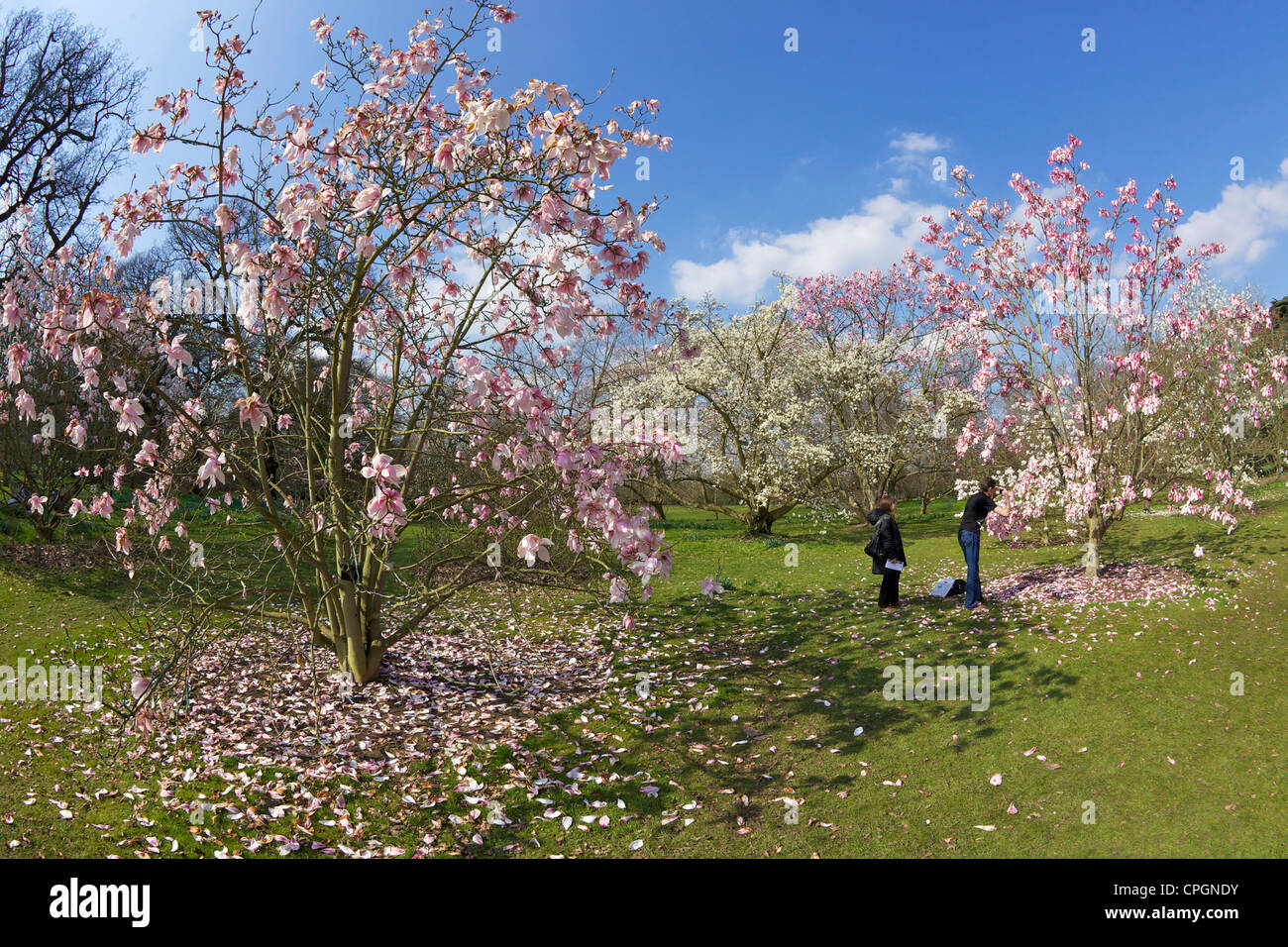 Magnolien im Frühjahr, Kew Royal Botanic Gardens, London, England, UK, Deutschland, GB, Großbritannien, britische Inseln, Stockfoto