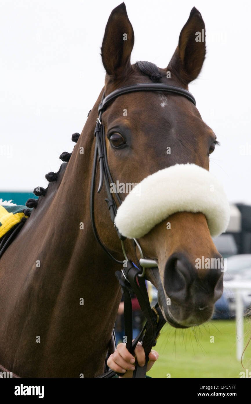 Rennpferd mit einem Schaf [Haut Nase band Stockfoto