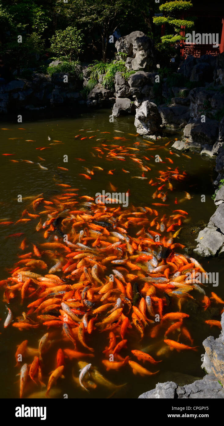 Orange fische Fotos und Bildmaterial in hoher Auflösung Alamy