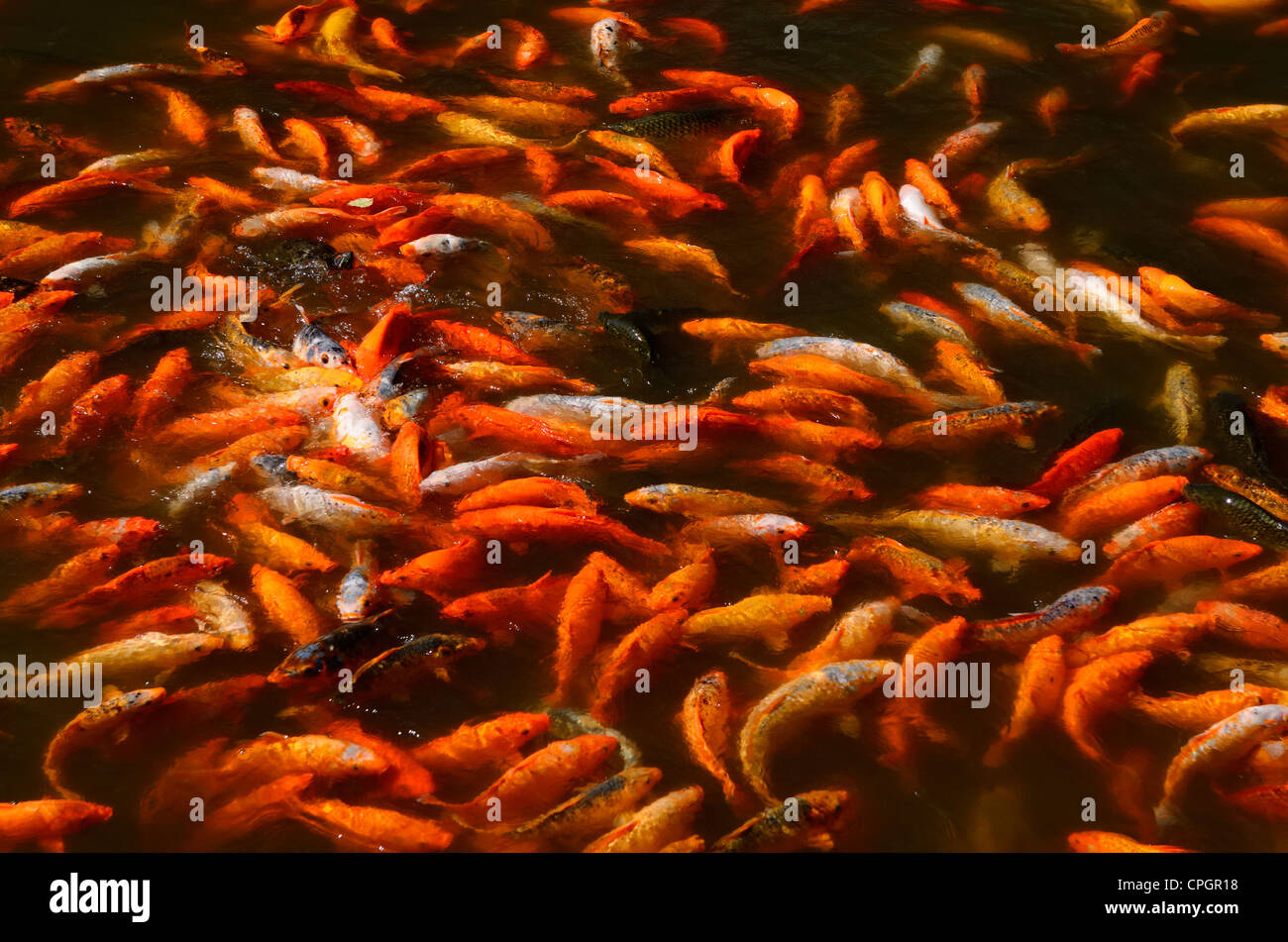 Wirbelnde Masse von Koi Fish Feeding Frenzy an der Oberfläche des Yuyuan Garten Teich in Shanghai, China Stockfoto