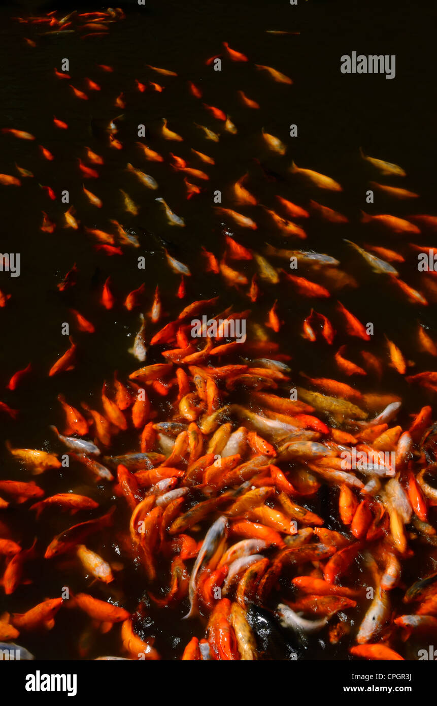Wirbelnde Muster des Koi Fisch kommt für Lebensmittel in Yu Yuan Garten Shanghai China Stockfoto