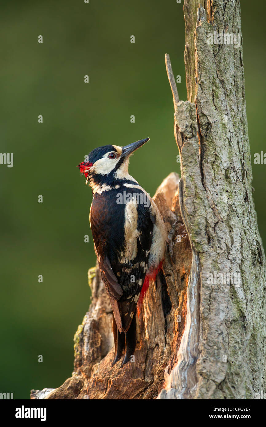 Buntspecht (Dendrocopos großen) - UK Stockfoto