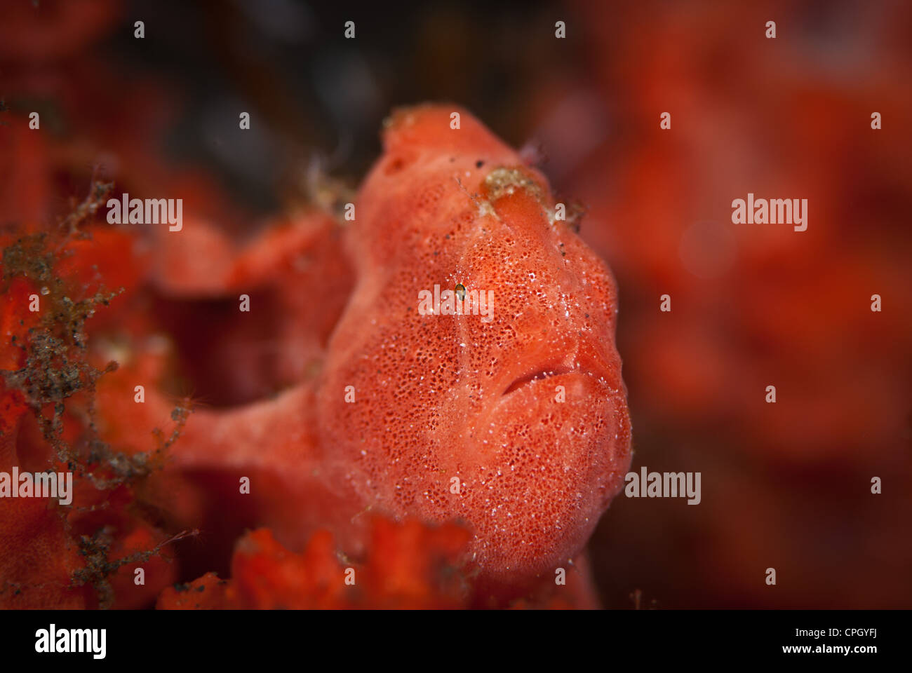 Eine rote Anglerfisch fügt sich sehr gut in den roten Schwämmen, die es umgibt. Genommen in Tulamben, Bali, Indonesien Stockfoto