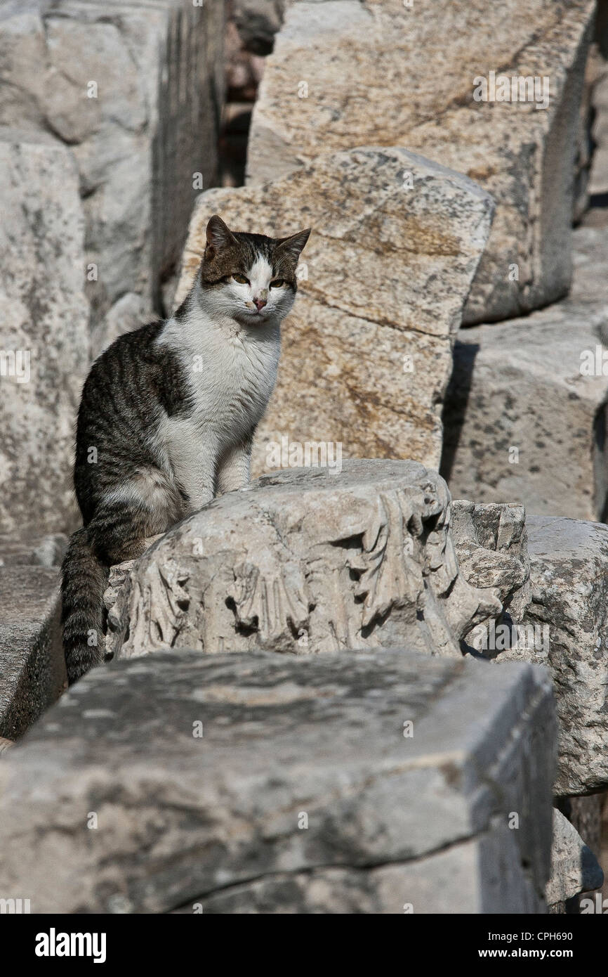Aushub, Ausgrabungsstätte, Ephesos, Ephesus, Hochformat, Katze, Provinz Izmir, Römisches Reich, Sehenswürdigkeit, Wahrzeichen, Stockfoto