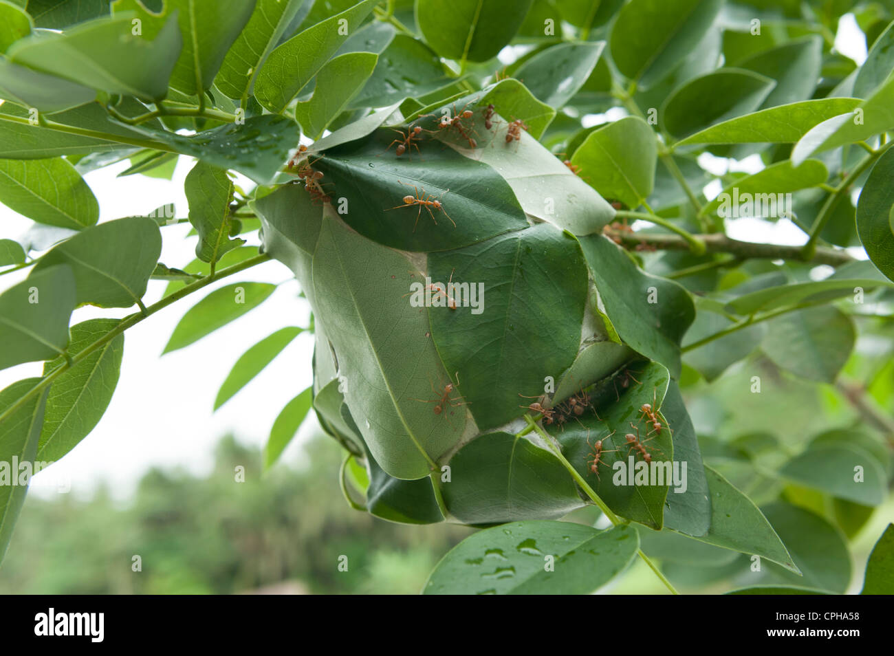 Weaverants Philippinen Weberameisen und Oecophylla auf ihren Blättern Nest, Kolonie formicidae grün gesellige soziale Teamarbeit Team Stockfoto